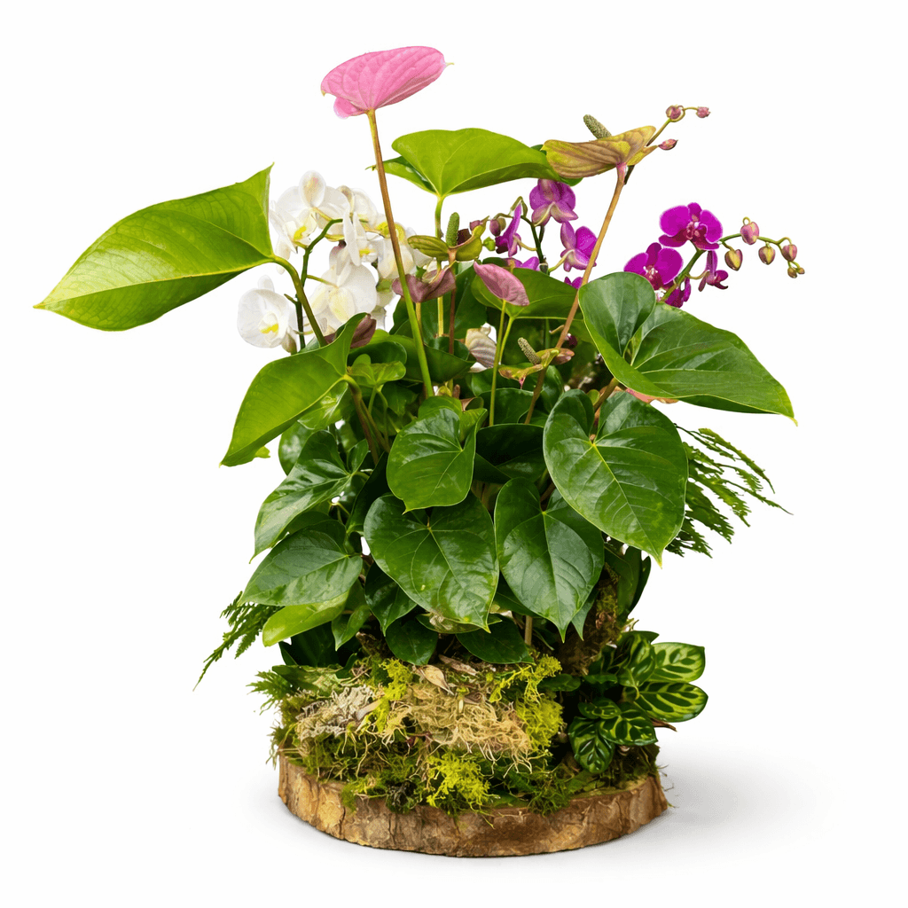 Centro de Orquídeas Blancas y Lila