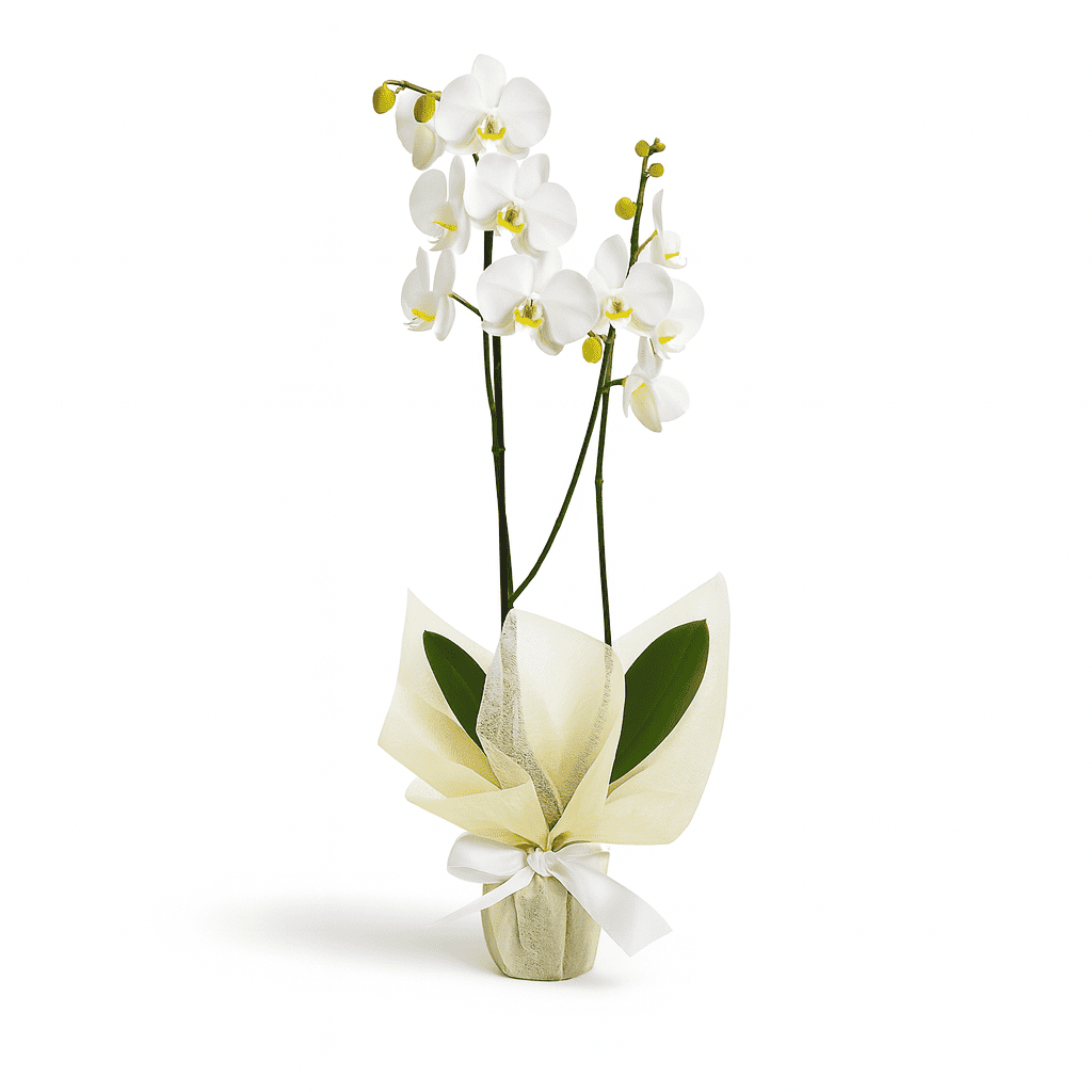 Orquídea Blanca