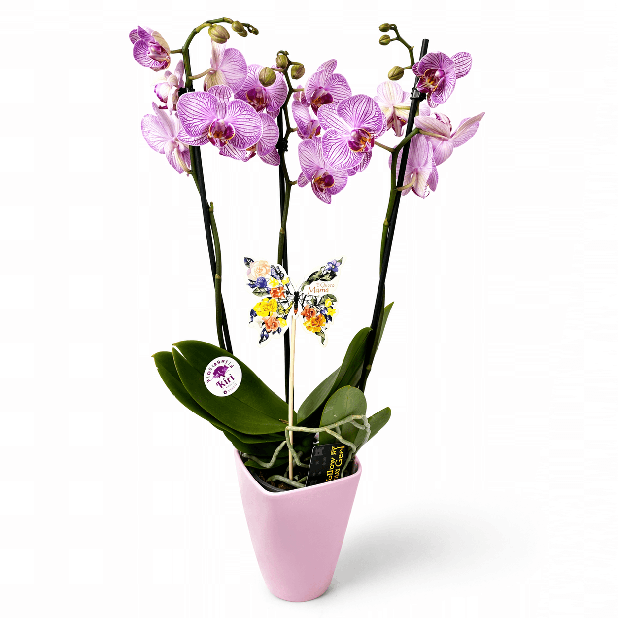 Orquídea con Jarrón