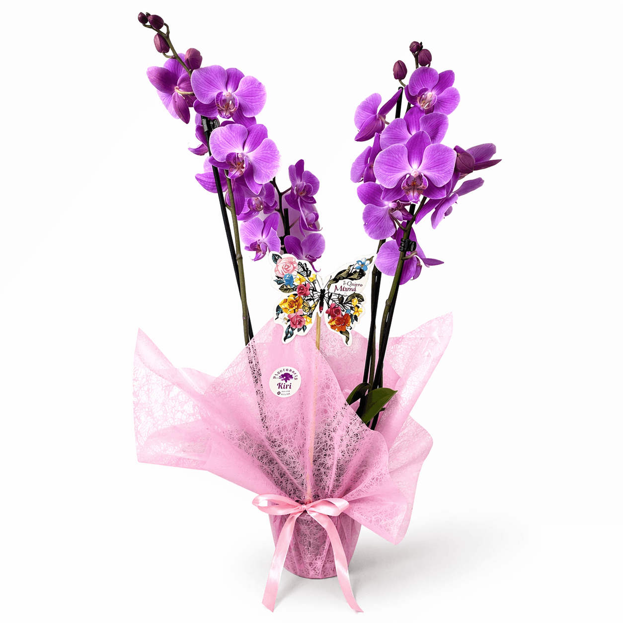 Orquídea Decorada (Papel y Lazo)